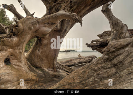 Looking through a large tree  that has washed up on the shores Florencia Bay Pacific Rim National Park British Columbia Canada. Stock Photo