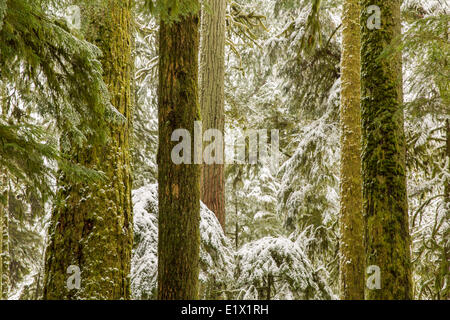 Snow covered douglas fir (Pseudotsuga menziesii), Cathedral Grove, Vancouver Island, British Columbia, Canada. Stock Photo