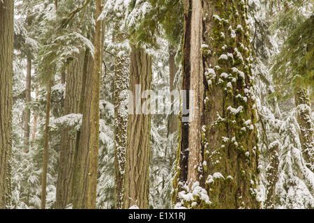 Snow covered douglas fir (Pseudotsuga menziesii), Cathedral Grove, Vancouver Island, British Columbia, Canada. Stock Photo