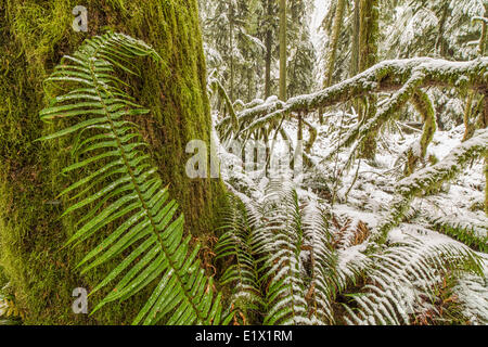 Snow covered douglas fir (Pseudotsuga menziesii) and ferns, Cathedral Grove, Vancouver Island, British Columbia, Canada. Stock Photo