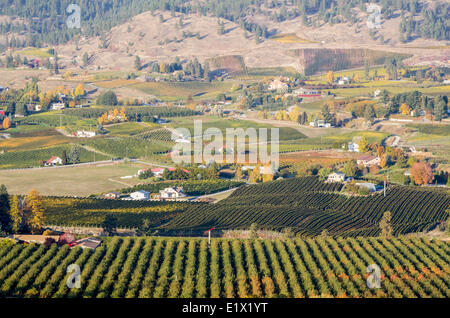 Vineyards and houses on the Naramata Bench, Okanagan, British Columbia, Canada. Stock Photo