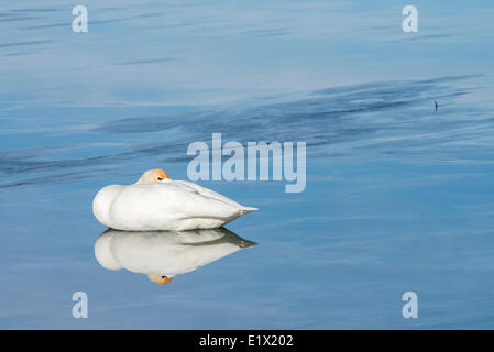 Trumpeter Swan, Cygnus buccinator, resting and reflecting on frozen Skaha Lake in winter in Penticton, British Columbia, Canada. Stock Photo