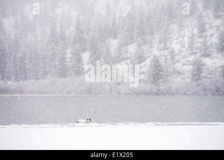 Lone Trumpeter Swan Cygnus buccinator on Vaseux Lake in the winter during a snow storm in Okanagan Falls British Columbia Stock Photo