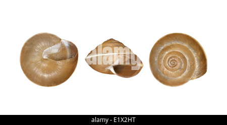 Girdled Snail - Hygromia cinctella Stock Photo