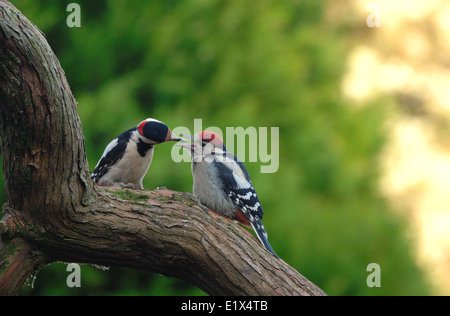 Male Great Spotted Woodpecker feeding young chick