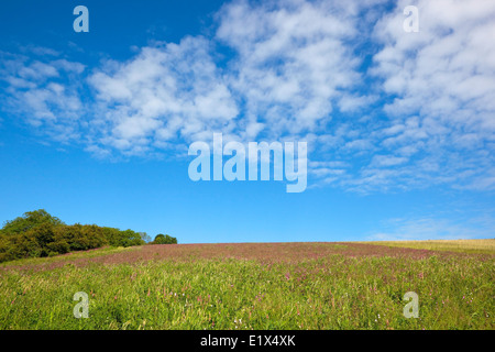 Colorful summer landscape with wildflowers growing in a Sainfoin crop under a blue cloudy sky. Stock Photo