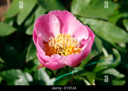 Peony in bloom Worcester Worcestershire England UK Stock Photo