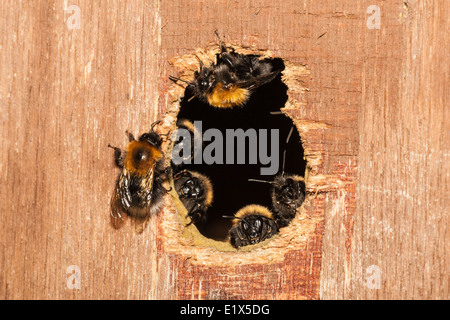 Tree bumblebee or new garden bumblebee (Bombus hypnorum)  at entrance of a bird box, Suffolk, England Stock Photo