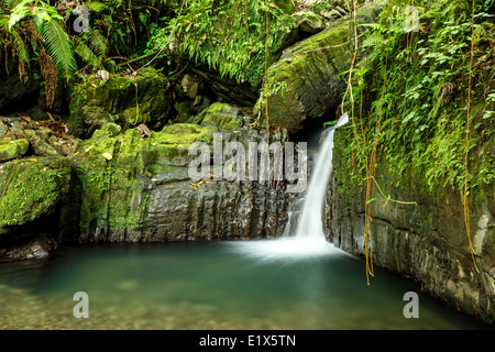 Lower Juan Diego Waterfall, Caribbean National Forest (El Yunque Rain ...