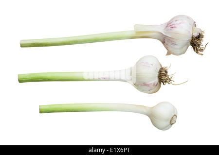three garlic bulbs from a home garden isolated on white background Stock Photo