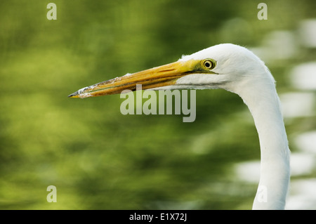 great egret head and neck detail with cottonwood fluff on the beak Stock Photo