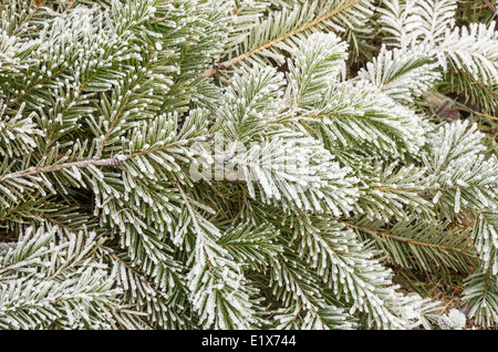 frosty pine branches with needles covered in ice crystals Stock Photo