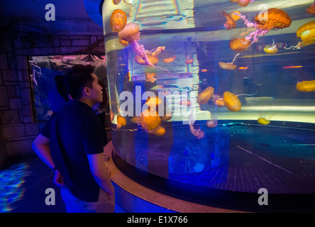 ocean resort casino aquarium