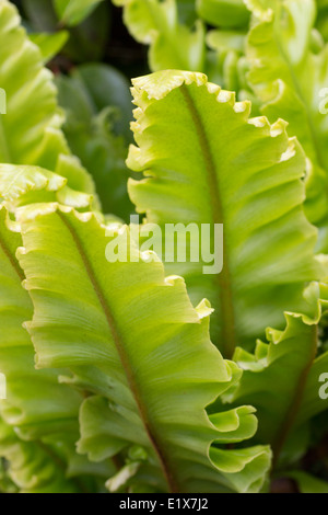 Crimped edge foliage of the hart's tongue fern variety, Asplenium scolopendrium 'Crispum Whitehead' Stock Photo