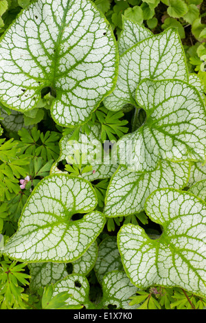 Silver frosting on the large oval leaves of Brunnera macrophylla 'Jack Frost' Stock Photo