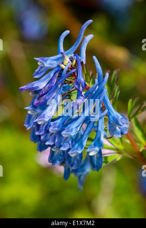 Bright blue flowers of the Corydalis elata x flexuosa cross, 'Tory MP' Stock Photo