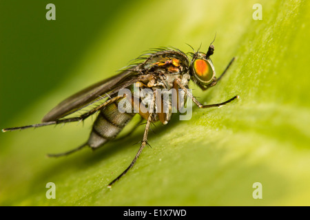 Macro insect shot of a female long legged fly, Dolichopus ungulatus Stock Photo