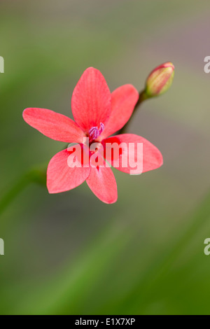 Close focus and shallow depth of field isolates this flower of the dwarf bulb Freesia laxa from the diffuse background Stock Photo