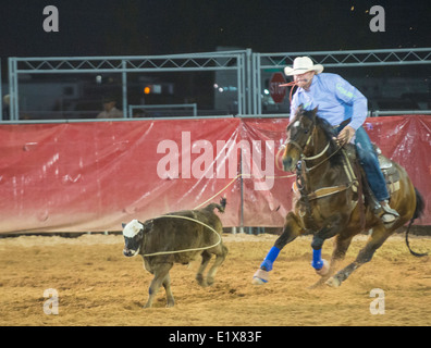 Cowboy Participating in a Calf roping Competition at the Clark County Fair and Rodeo  in Logandale Nevada Stock Photo