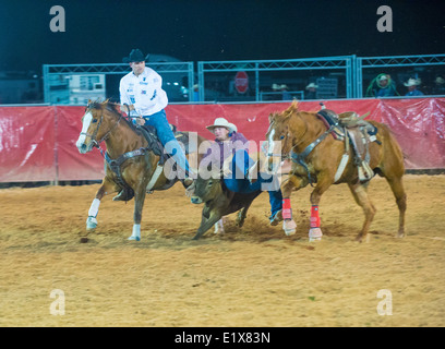 Cowboy Participating in a Calf roping Competition at the Clark County Fair and Rodeo  in Logandale Nevada Stock Photo