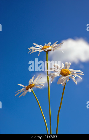 Ox-Eye Daises Taken Against Blue Sky And Clouds Stock Photo