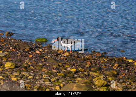 A lone Oystercatcher on a shingle beach in Shetland Scotland Stock Photo