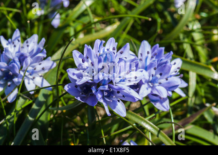 A close up view of Squill, Scilla verna, on Shetland, Scotland. Stock Photo