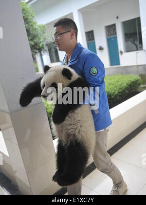 Ya'an, China's Sichuan Province. 10th June, 2014. A feeder holds a giant panda cub at the Bifengxia Base of China Giant Panda Protection and Research Center in Ya'an City, southwest China's Sichuan Province, June 10, 2014. A special 'kindergarten' was set up at the base for giant panda cubs, and now six cubs born last year lived here. Credit:  Xue Yubin/Xinhua/Alamy Live News Stock Photo