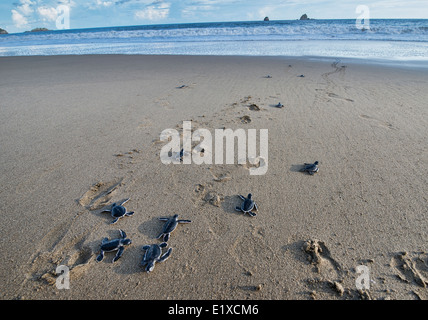 baby green turtles (Chelonia mydas) make their way to sea for the first time, Sukamade Beach, Java, Indonesia Stock Photo