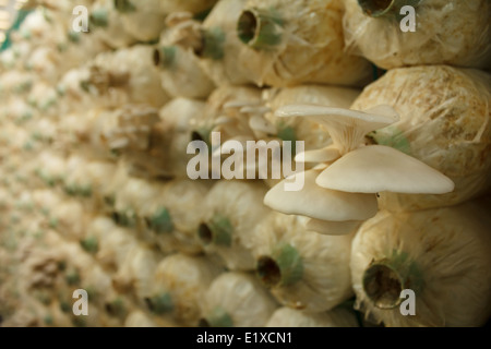 Stack of mushroom cubes in a close farm Stock Photo