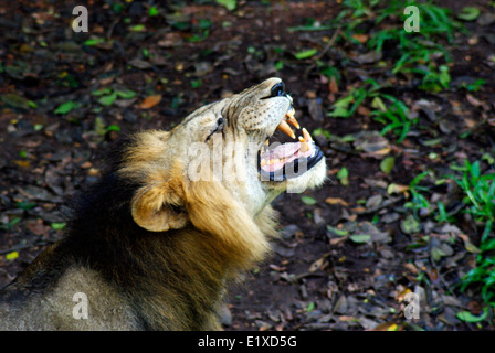 Lion roaring loudly roaring lion face and dangerous teeth Indian Asiatic lion India