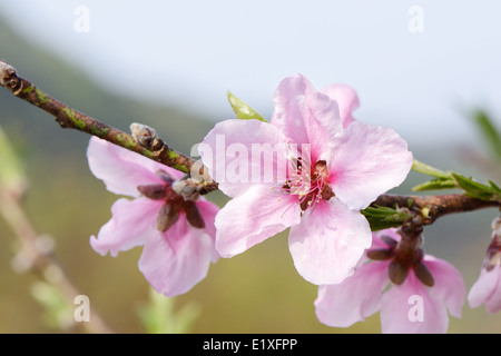 Closeup of peach blossom in full bloom Stock Photo