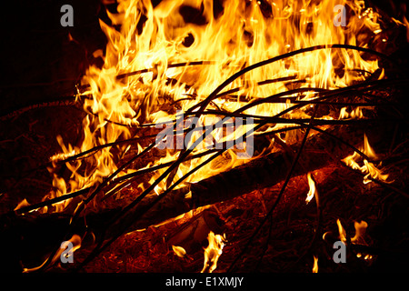 burning eucalyptus wood in an intense camp fire los pellines chile Stock Photo
