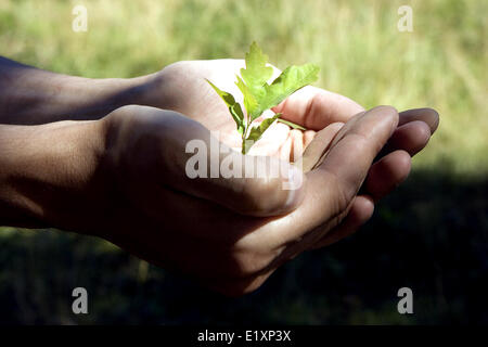 Small tree in hands Stock Photo