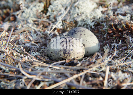 two eggs Stock Photo