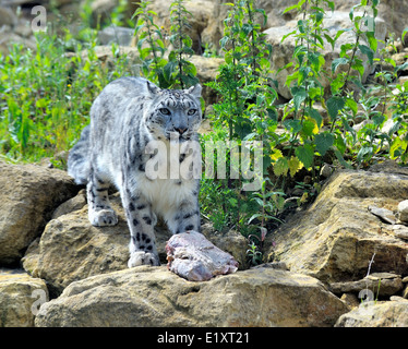 Snow Leopard at Twycross zoo England UK Stock Photo