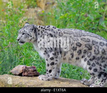 Snow Leopard at Twycross zoo England UK Stock Photo