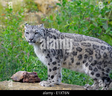 Snow Leopard at Twycross zoo England UK Stock Photo