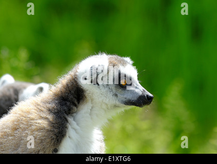 Ring tailed lemur Twycross zoo England UK Stock Photo