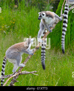 Ring tailed lemur Twycross zoo England UK Stock Photo