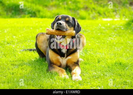 Weight training Stock Photo