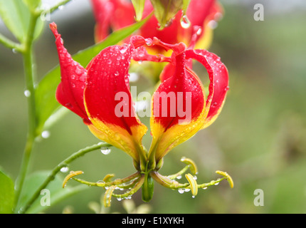 Red Gloriosa Lily (Gloriosa superba), Photographed in Tanzaniain April Stock Photo