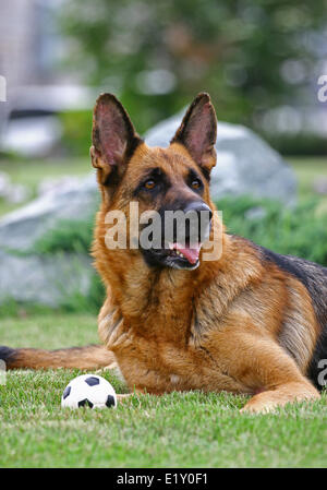 German shepherd and a small ball Stock Photo