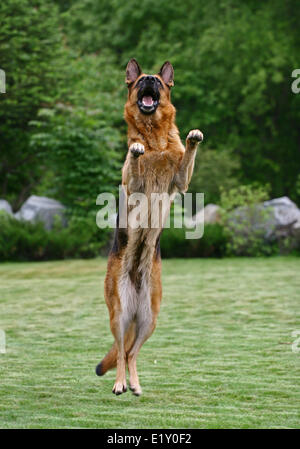 German shepherd jumping Stock Photo