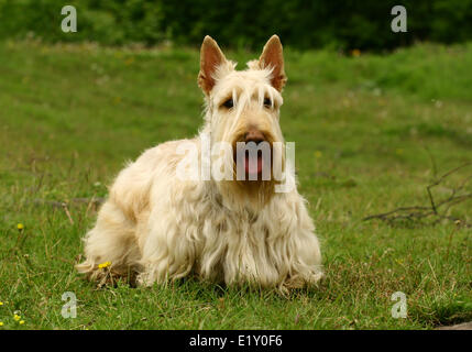 Scottish Terrier Stock Photo