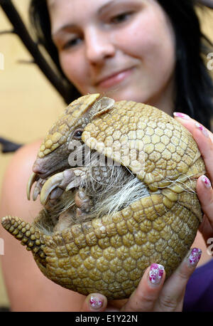 Chemnitz, Germany. 10th June, 2014. Zookeeper Theresa Boehme holds Tolypeutes Flitz at the zoo in Chemnitz, Germany, 10 June 2014. The official mascot of the FIFA world cup will predict the result of the soccer match between Germany and Portugal on 15 June. Photo: Hendrik Schmidt/dpa/Alamy Live News Stock Photo