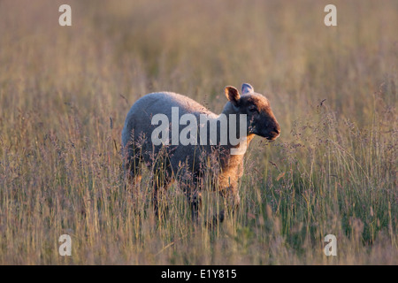 Brown faced lamb grazing at sunrise's golden hour. Stock Photo