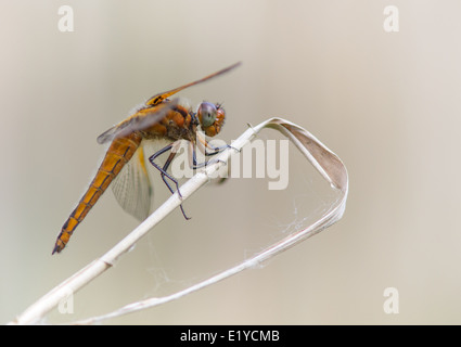Scarce Chaser dragonfly (Libellula fulva) Stock Photo