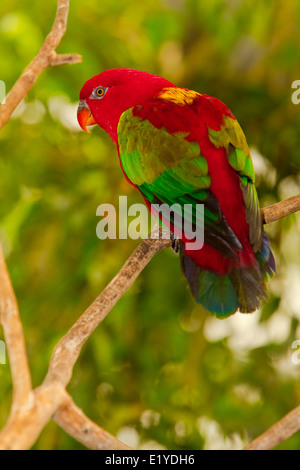 Chattering Lory, ( Lorius garrulus ) Stock Photo