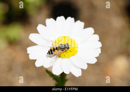 Bee on a white marguerite flower in summer Stock Photo